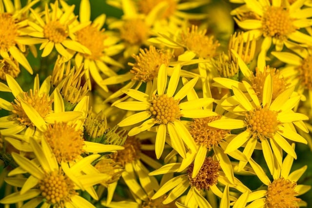 The common ragwort is easily recognisable with its bright yellow flowers and feathery leaves. Although it is one of the most common weeds, this toxic plant is harmful to livestock, with the fine for growing this illegal plant up to £5,000.