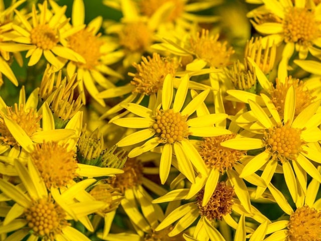 The common ragwort is easily recognisable with its bright yellow flowers and feathery leaves. Although it is one of the most common weeds, this toxic plant is harmful to livestock, with the fine for growing this illegal plant up to £5,000.