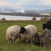 Farmer and author James Oswald crafts his latest novel watched by his sheep PIC: David Cruickshanks