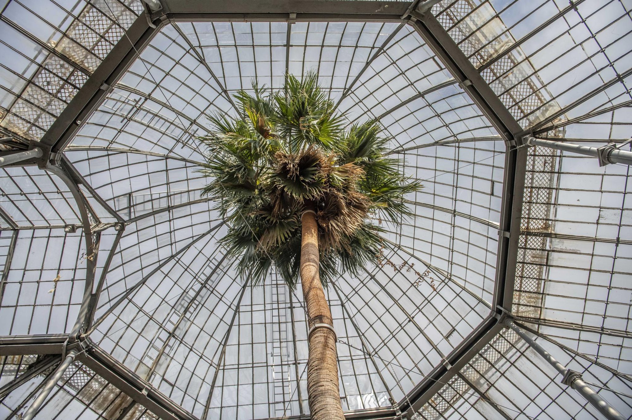 Experts spent 230 years studying famous Edinburgh tree but got its identification wrong