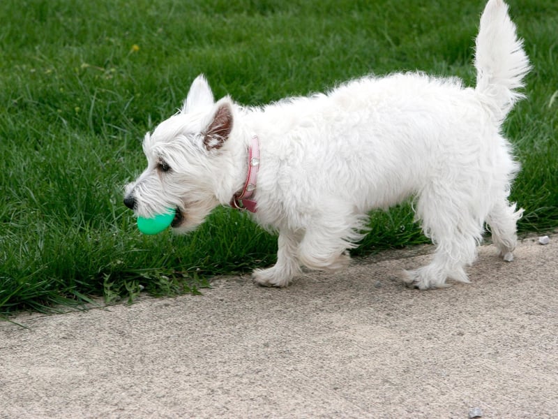 Westies were one of the world's most popular breeds of dog in the early 20th century - with puppies exchanging hands for hundreds of guineas. They are now the third most popular breed of Terrier in the UK.