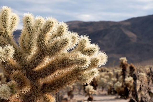 A player at the 2014 WGC-Accenture Match Play Championship found himself embedded in a jumping cholla cactus, leading to a delay in play.
