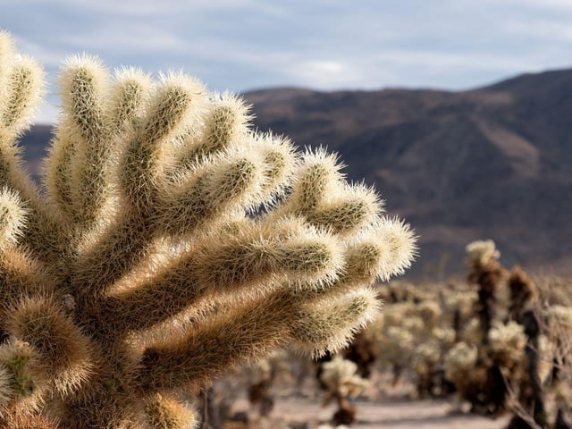 A player at the 2014 WGC-Accenture Match Play Championship found himself embedded in a jumping cholla cactus, leading to a delay in play.