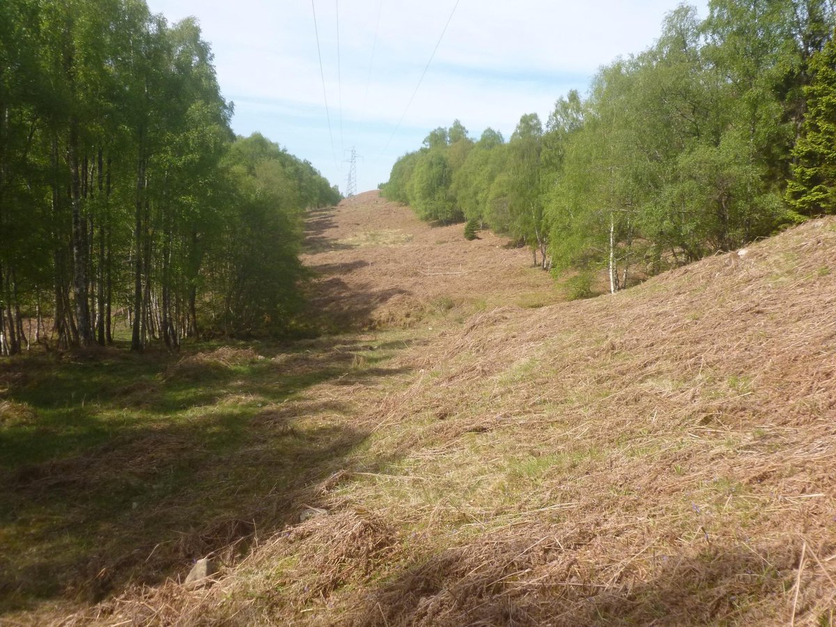 Highland glen to begin repopulation after community buys forest land