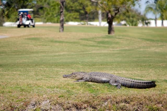 It turns out that golf courses can be surprisingly dangerous places.