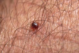 Ticks can sometimes be very small and hard to spot