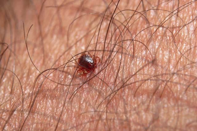 Ticks can sometimes be very small and hard to spot