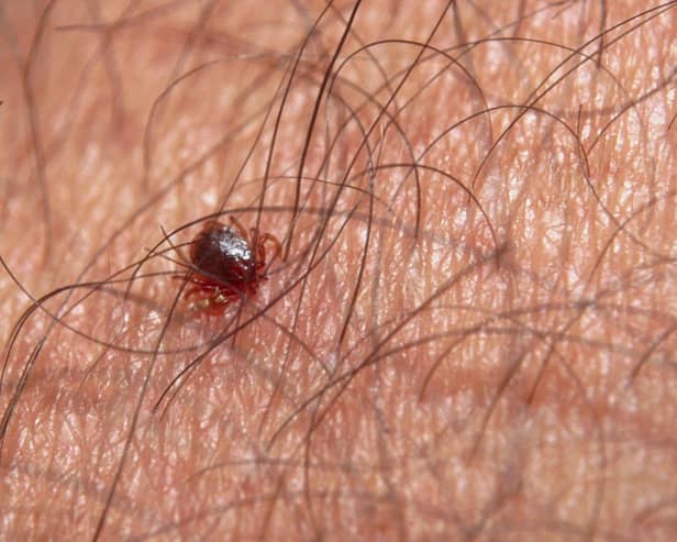 Ticks can sometimes be very small and hard to spot