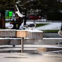 Birds endure inclement weather in Queen's Park on the southside of Glasgow on Friday. Picture: Andy Buchanan/AFP via Getty Images.