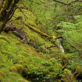 Scotland's rainforests are home to a host of rare species