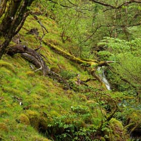 Scotland's rainforests are home to a host of rare species