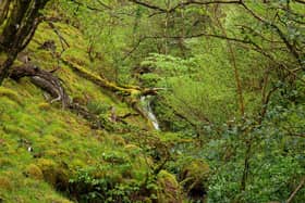 Scotland's rainforests are home to a host of rare species