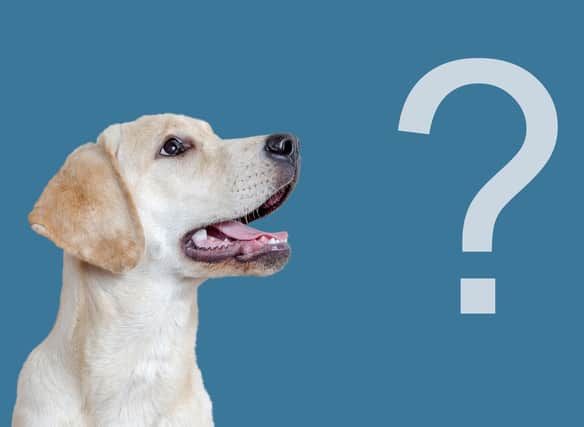 Fact-checking myths about dogs.