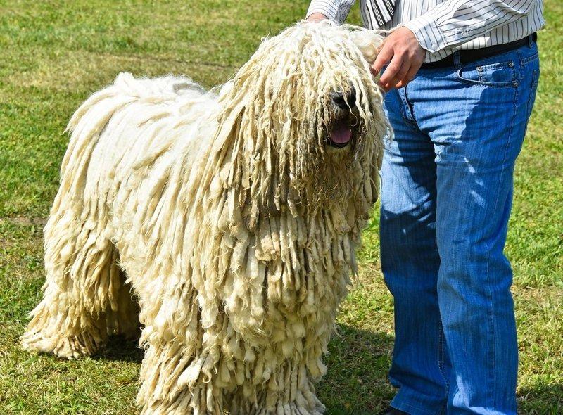 Another high-maintenance Hungarian, the Komondor has a coat that looks like dreadlocks, which need to be regularly separated and cleaned. They are a deeply loyal and protective breed.