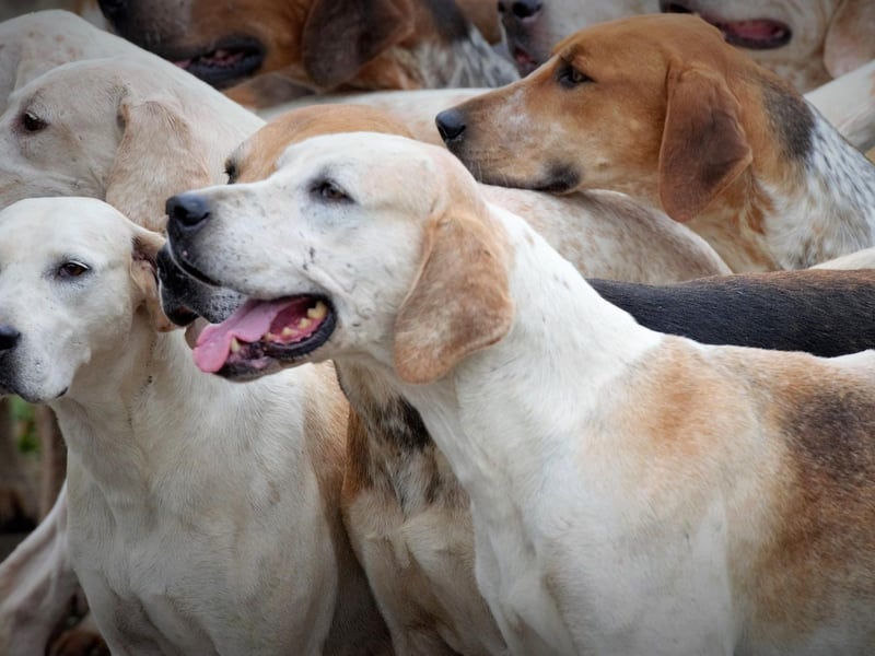 Like the Beagle, the English Foxhound is a pack dog born and bred. This is a breed that likes to have canine company 24/7 and, if alloweed to get bored or lonely, can become stressed and destructive.