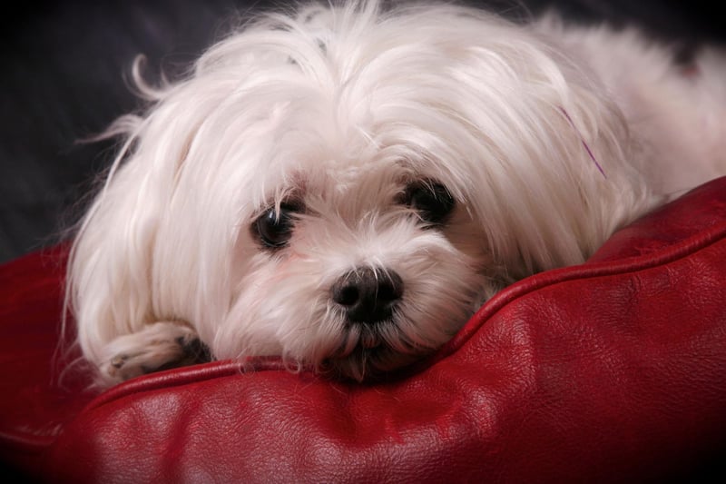 Taking the top spot as the best dog breed to have in your bed are Maltese pooches, with their small size and lack of shedding and drooling, are officially the perfect dogs to nap with.