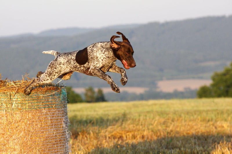 Bred to hunt all day in the field, the German Shorthaired Pointer doesn't tire easily. Almost as comfortable in the water as it is on land, there's nothing this breed likes more than a cooling dip after a long walk.