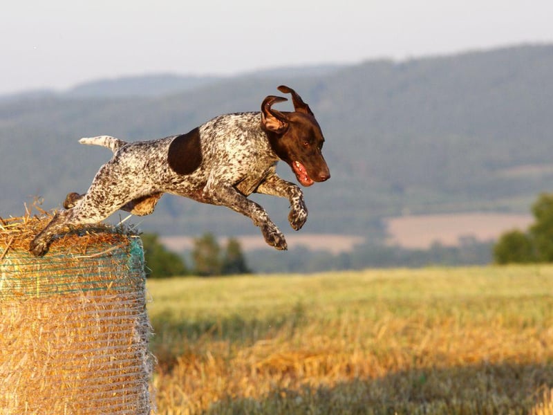 Bred to hunt all day in the field, the German Shorthaired Pointer doesn't tire easily. Almost as comfortable in the water as it is on land, there's nothing this breed likes more than a cooling dip after a long walk.