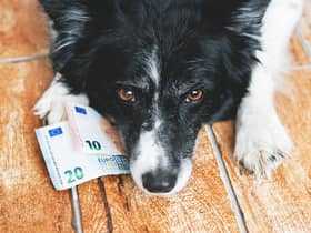Puppy prices vary greatly depending on the breed.