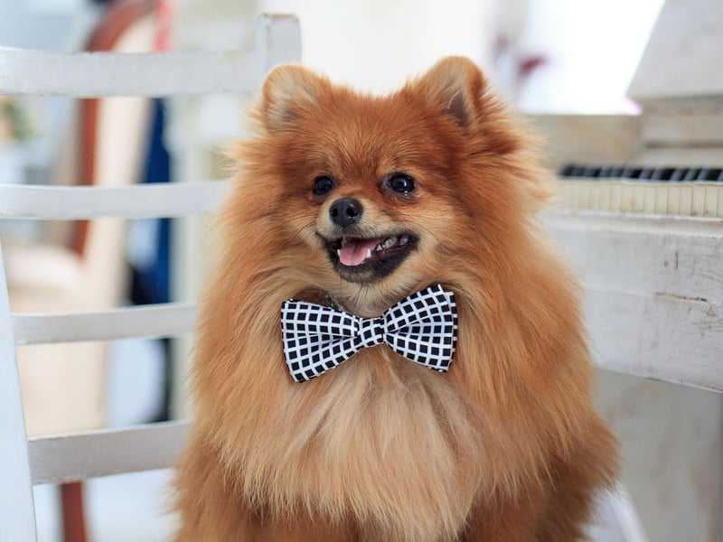 In 1905 a Pomeranian called The Sable Mite won the first ever Crufts 'Best Champion' award - the prize that would later become Best in Show. It won owner Mrs Vale Nicholas "an antique silver cup, value five guineas".