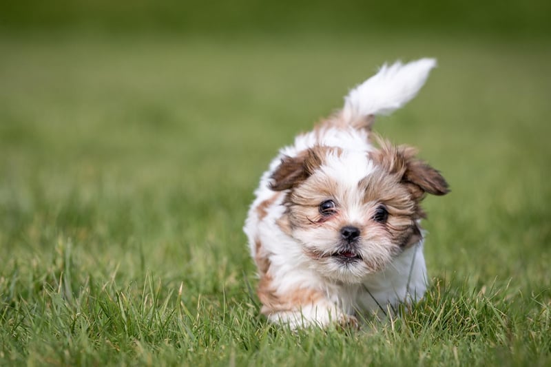 A perfect first pet for somebody looking for a house dog, the Shih Tzu is a friendly breed that needs little in the way of space or exercise. They are also highly intelligent and easy to train.