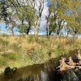 Around 50 trees which were damaged when the powerful Storm Arwen ripped through Scolty Forest in Aberdeenshire last year have been secured into the Beltie burn in Deeside as part of a second major phase of restoration work aimed at boosting biodiversity and climate resilience at the site