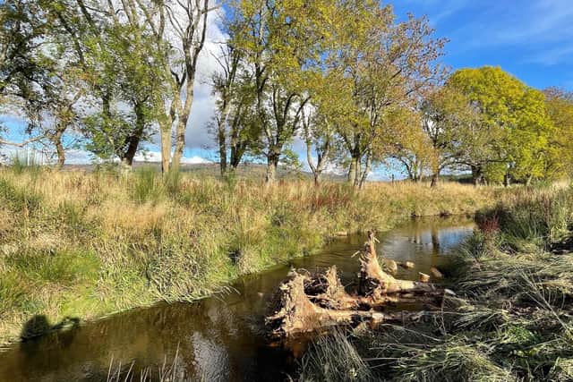 Around 50 trees which were damaged when the powerful Storm Arwen ripped through Scolty Forest in Aberdeenshire last year have been secured into the Beltie burn in Deeside as part of a second major phase of restoration work aimed at boosting biodiversity and climate resilience at the site