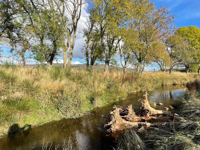 Around 50 trees which were damaged when the powerful Storm Arwen ripped through Scolty Forest in Aberdeenshire last year have been secured into the Beltie burn in Deeside as part of a second major phase of restoration work aimed at boosting biodiversity and climate resilience at the site