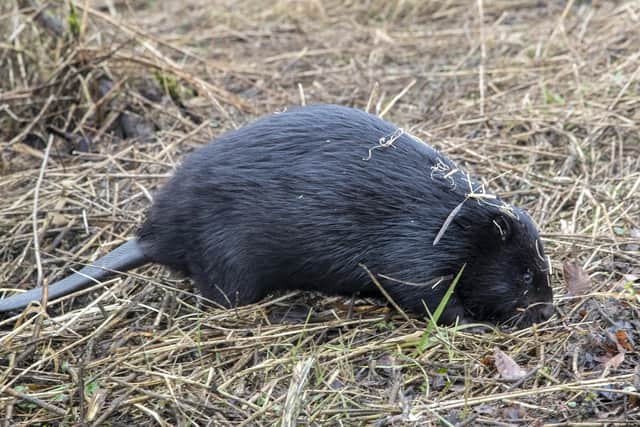 The mother beaver makes her way to the water in the family's new home at Loch Lomond nature reserve -- beavers can be a pest to farmers and land managers in some areas due to their damming activities and impact on trees. Picture: Joshua Glavin/Beaver Trust