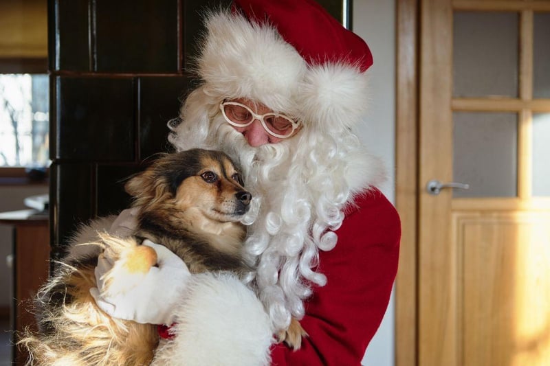 Visiting Santa Paws can be a fun and festive activity for you and your dog to do together. Capture the special moment by getting your dog's photo taken with Santa Paws