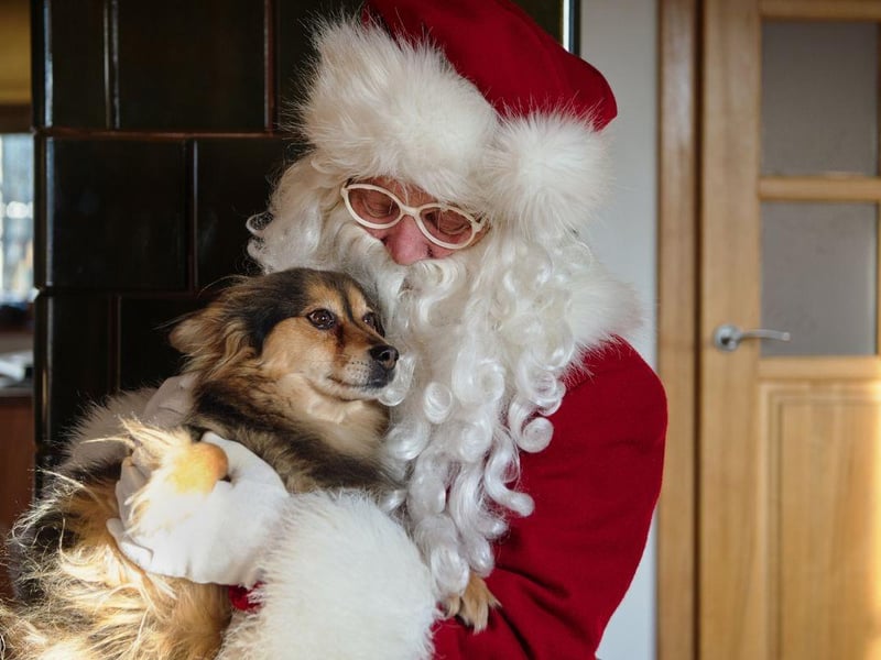 Visiting Santa Paws can be a fun and festive activity for you and your dog to do together. Capture the special moment by getting your dog's photo taken with Santa Paws