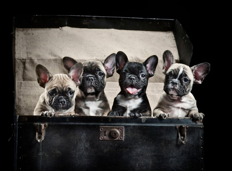 Continuing its recent increase in popularity the French Bulldog is the UK's second most popular breed of dog with 54,074 registrations in 2021. For much of the first half of this year the Frenchie was actually in front of the Lab but had to settle for second after a late surge by the world's most popular dog.
