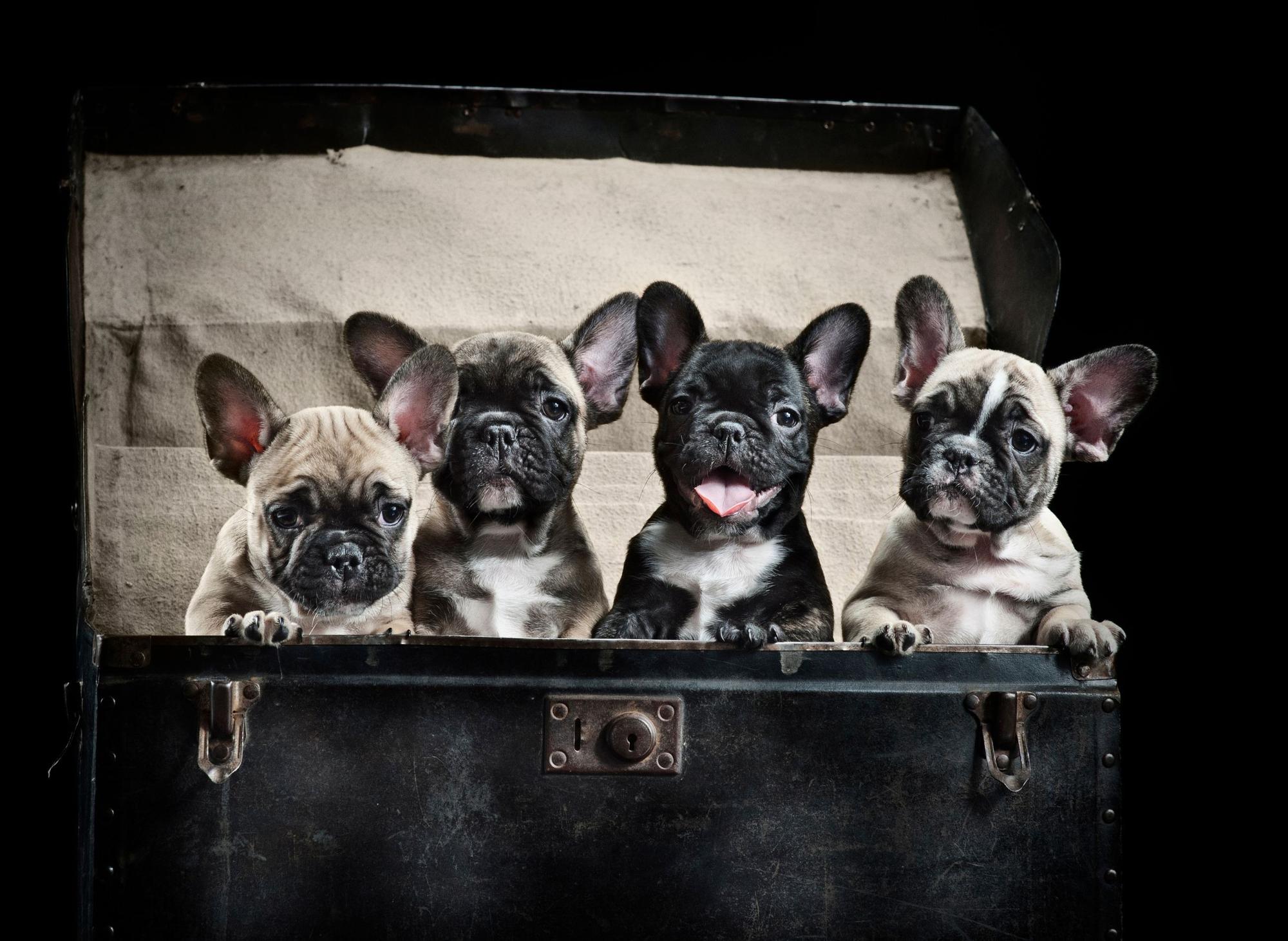 First most popular sales dog
