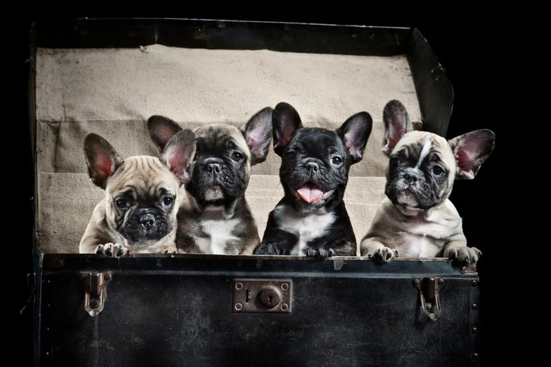 Continuing its recent increase in popularity the French Bulldog is the UK's second most popular breed of dog with 54,074 registrations in 2021. For much of the first half of this year the Frenchie was actually in front of the Lab but had to settle for second after a late surge by the world's most popular dog.