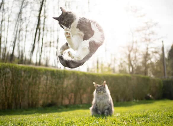 Here are 10 breeds of cute cat full of energy. Cr: Getty Images/Canva Pro