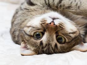 These cats are full of energy. Cr: Getty Images/Canva Pro