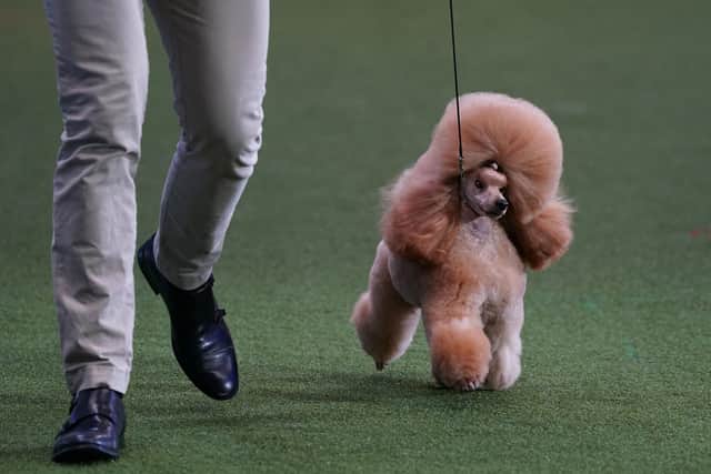 Utility Group winner Waffle a Toy Poodle who came second in Best in Show during the final day of the Crufts Dog Show at the Birmingham National Exhibition Centre (NEC). Picture date: Sunday March 13, 2022. PA Photo. Photo credit: Joe Giddens/PA Wire