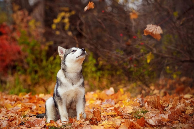 Alaskan Malamutes are a great choice for people who like taking plenty of exercise with their pets, but they get bored easily and then have a tendancy to play rough. They are also very possessive over their food, which is something a young child may find hard to understand.