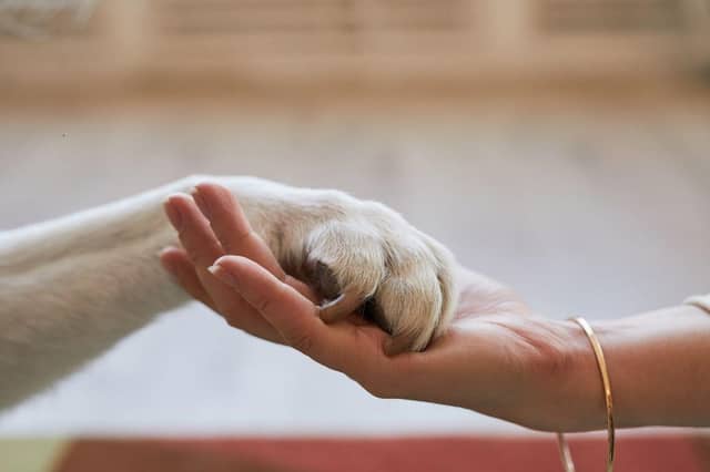 Some dogs can help those who have issues with their mental health.