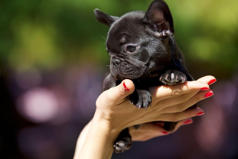 Luna wins the bronze medal for French Bulldog names. It comes from Latin and means 'moon' - Luna was the Roman goddess of the moon.