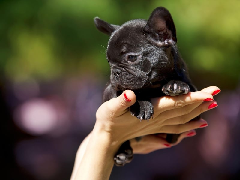 Luna wins the bronze medal for French Bulldog names. It comes from Latin and means 'moon' - Luna was the Roman goddess of the moon.