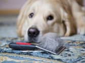 Some breeds of dog naturally shed more hair than others.