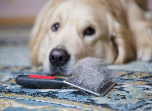 Some breeds of dog naturally shed more hair than others.