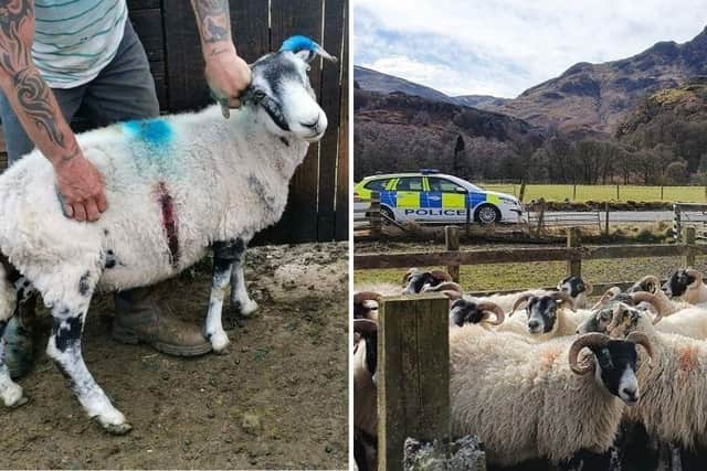 A ewe in Angus is lucky to be alive after a dog left it with an injury which could have led to a “slow and painful death”.