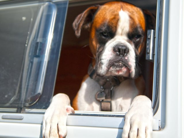 Bringing your dog’s bed guarantees some quality R&R time for you both. Hold back from freshening it before your holidays, its usual home-smell is sure to make your dog feel comforted and relaxed.