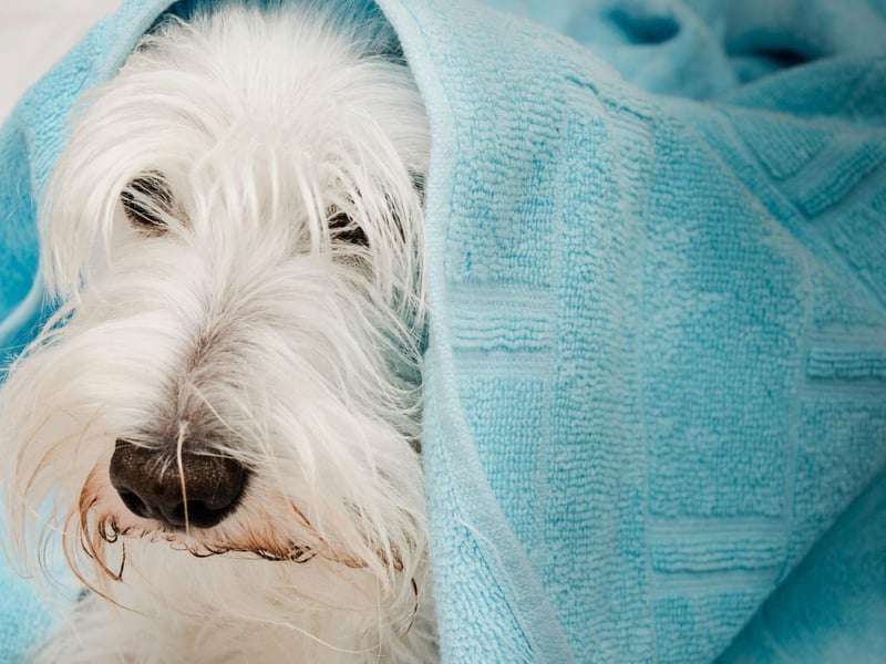 Miniature Schnauzers come in four different colours. Most commonly they have a salt and pepper coat, but they can also be black, white, or - in rare cases - brown.