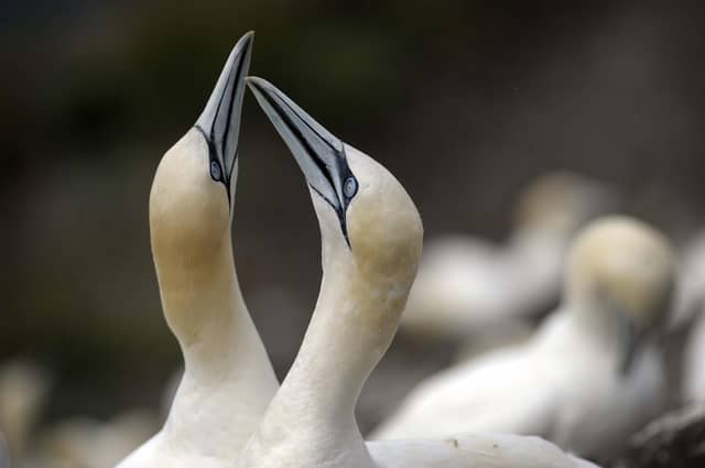 Thousands of seabirds, including gannets like these on the Bass Rock, have died from Highly Pathogenic Avian Influenza