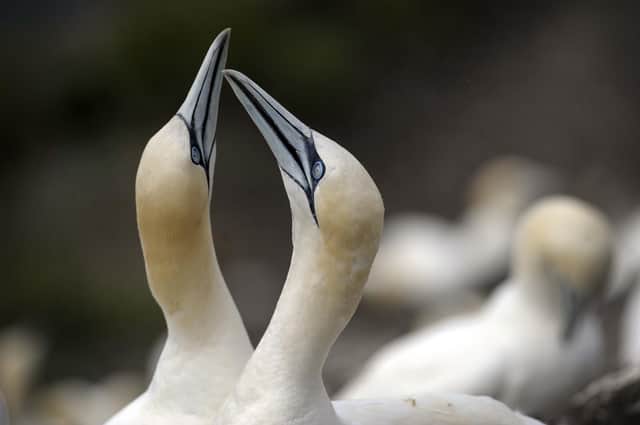 Thousands of seabirds, including gannets like these on the Bass Rock, have died from Highly Pathogenic Avian Influenza