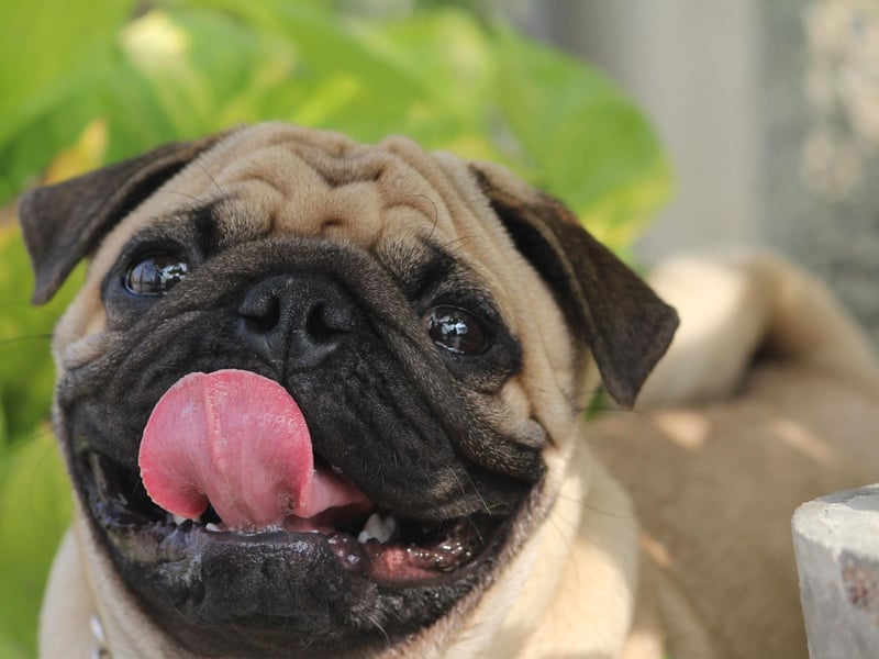 In many ways, pugs are the perfect office companion. They’re low-energy and spend much of their day napping, only needing short bursts of exercise as opposed to long walks. Plus, an air-conditioned office might actually help with their tendency to overheat. They’re extremely affectionate and will easily befriend your colleagues, although their snoring may be an issue.