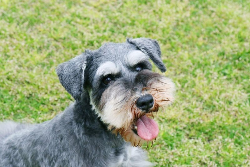 The Miniature Schnauzer needs lots of play to keep them happy and will join in with everybody's games at the park - whether they are welcome or not. They are also very territorial, potentially creating a ruckus if a stranger so much as looks at their house. Plenty of exercise is the best way to keep them calm.